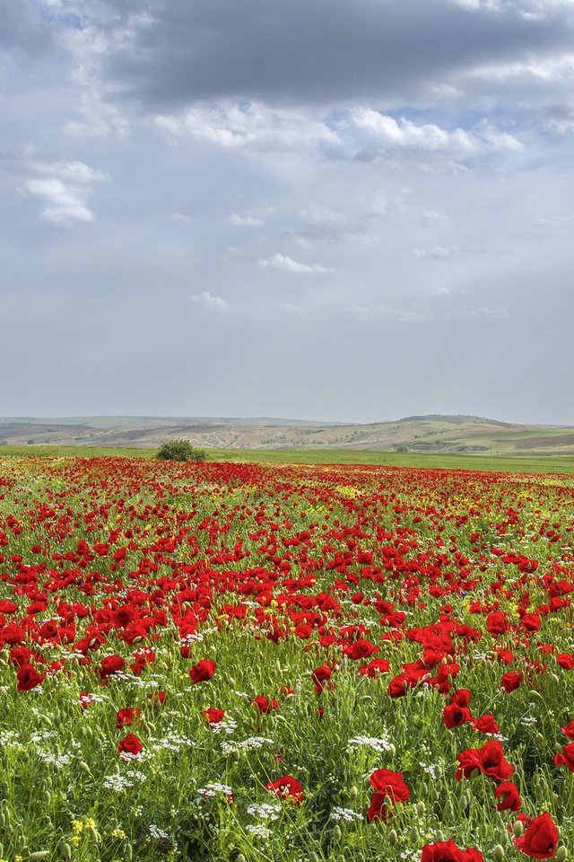 Обои небо, луга, цветы, трава, облака, природа, поле, горизонт, маки, the sky, meadows, flowers, grass, clouds, nature, field, horizon, maki разрешение 2048x1152 Загрузить