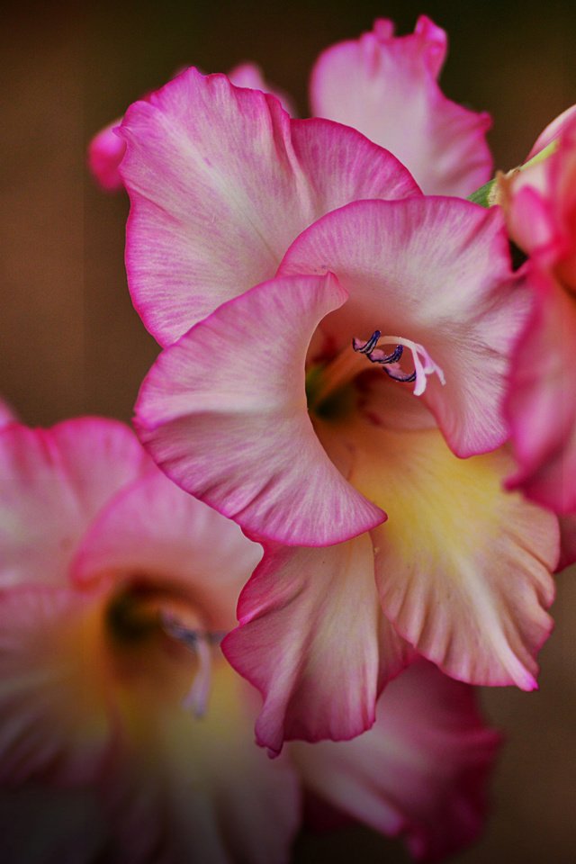 Обои цветы, макро, лепестки, гладиолус, шпажник, flowers, macro, petals, gladiolus разрешение 5846x3690 Загрузить