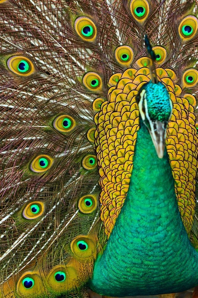 Обои птица, павлин, перья, хвост, bird, peacock, feathers, tail разрешение 2048x1365 Загрузить