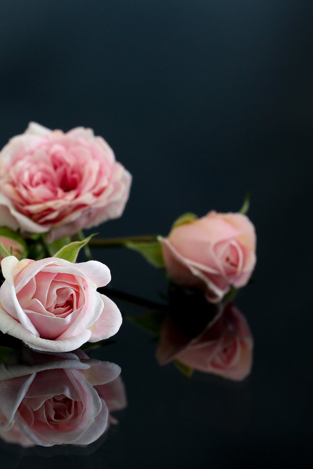 Обои цветы, отражение, розы, розовые, flowers, reflection, roses, pink разрешение 2048x1365 Загрузить