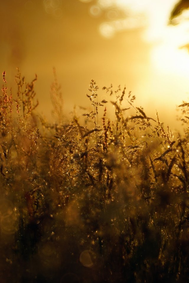 Обои трава, ночь, природа, туман, роса, капли, колоски, солнечный свет, grass, night, nature, fog, rosa, drops, spikelets, sunlight разрешение 2048x1257 Загрузить