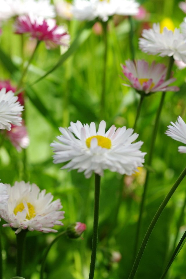 Обои цветы, макро, маргаритки, flowers, macro, daisy разрешение 2232x1484 Загрузить