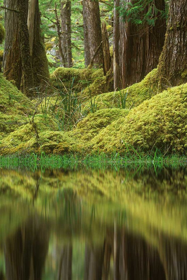 Обои деревья, лес, болото, мох, канада, британская колумбия, tow hill ecological reserve, trees, forest, swamp, moss, canada, british columbia разрешение 1920x1080 Загрузить