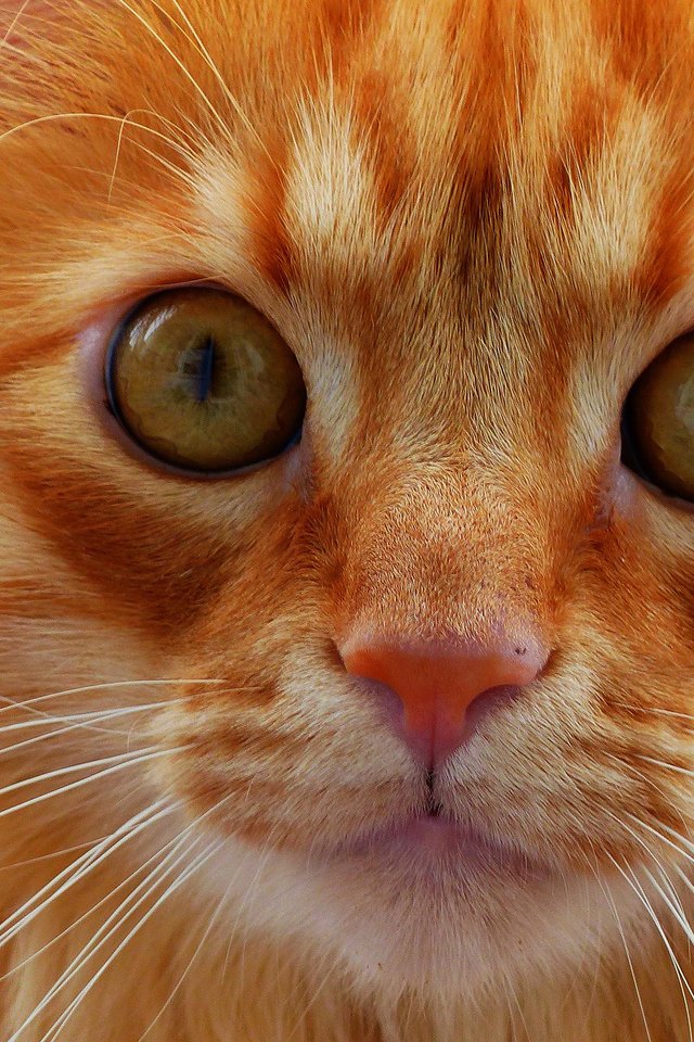 Обои кот, мордочка, усы, кошка, взгляд, рыжая, cat, muzzle, mustache, look, red разрешение 4000x2248 Загрузить