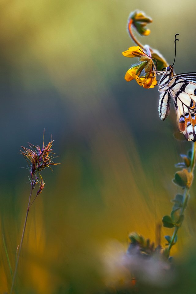 Обои цветы, макро, фон, лето, бабочка, луг, flowers, macro, background, summer, butterfly, meadow разрешение 2048x1152 Загрузить