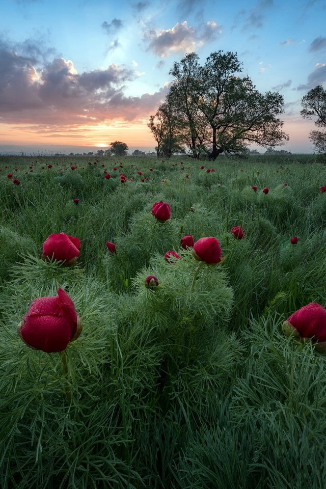 Обои цветы, вечер, поле, flowers, the evening, field разрешение 2048x1637 Загрузить