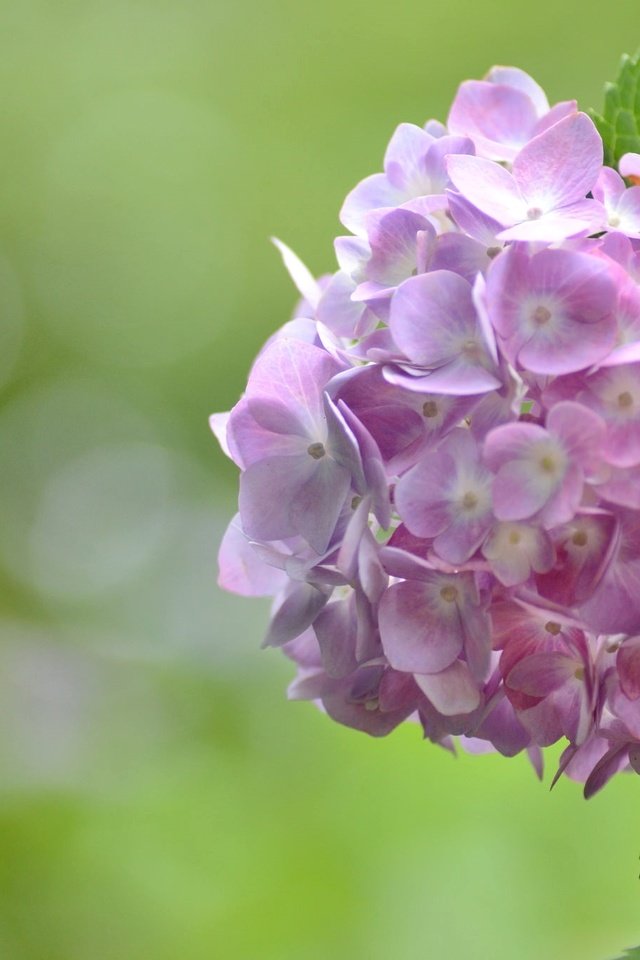 Обои цветы, макро, розовые, гортензия, flowers, macro, pink, hydrangea разрешение 2048x1356 Загрузить