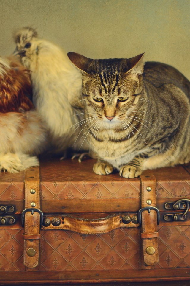 Обои стиль, кот, ретро, кошка, чемоданы, вентилятор, куры, style, cat, retro, suitcases, fan, chickens разрешение 2048x1152 Загрузить