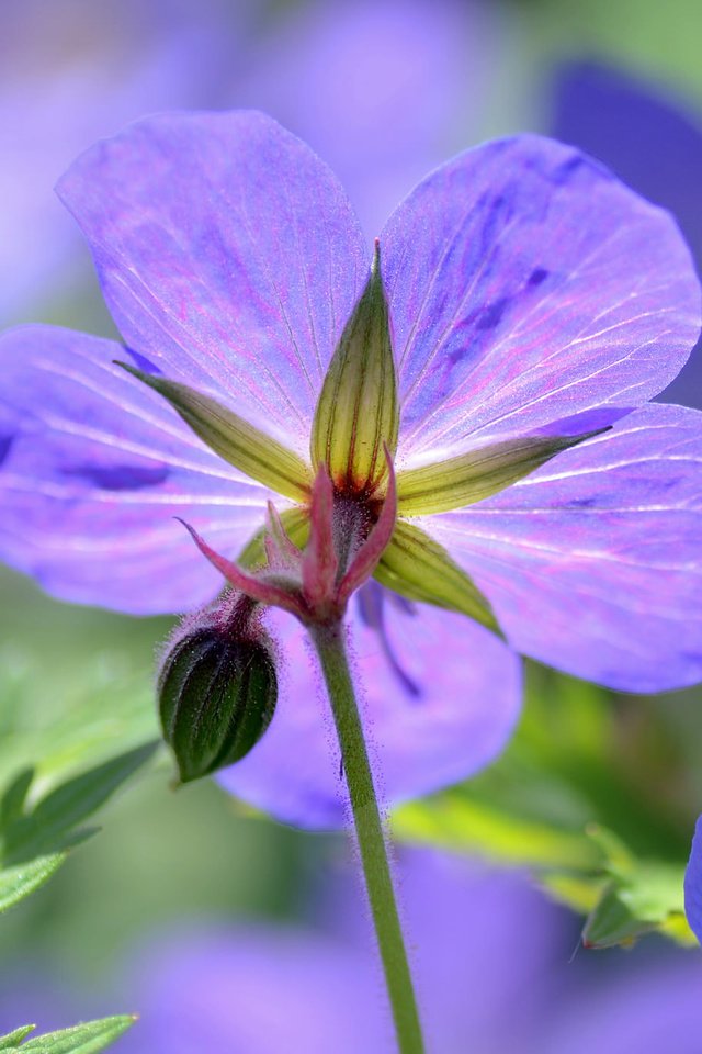 Обои цветы, макро, лепестки, герань, гераниум, flowers, macro, petals, geranium разрешение 2048x1365 Загрузить