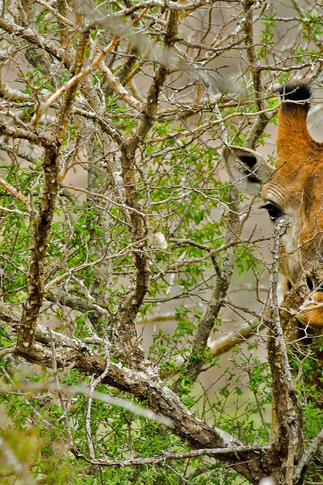 Обои дерево, ветки, африка, жираф, tree, branches, africa, giraffe разрешение 1920x1200 Загрузить