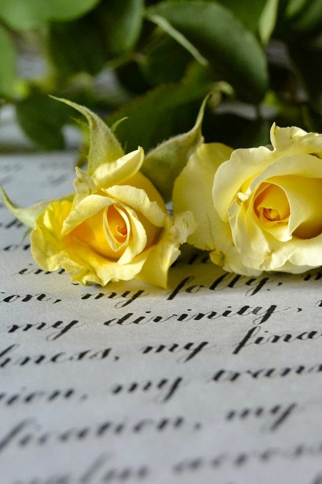 Обои стиль, макро, розы, письмо, дуэт, жёлтые розы, style, macro, roses, letter, duo, yellow roses разрешение 2048x1365 Загрузить