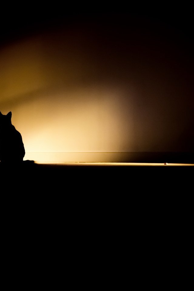 Обои свет, кошка, тень, комната, light, cat, shadow, room разрешение 2048x1365 Загрузить