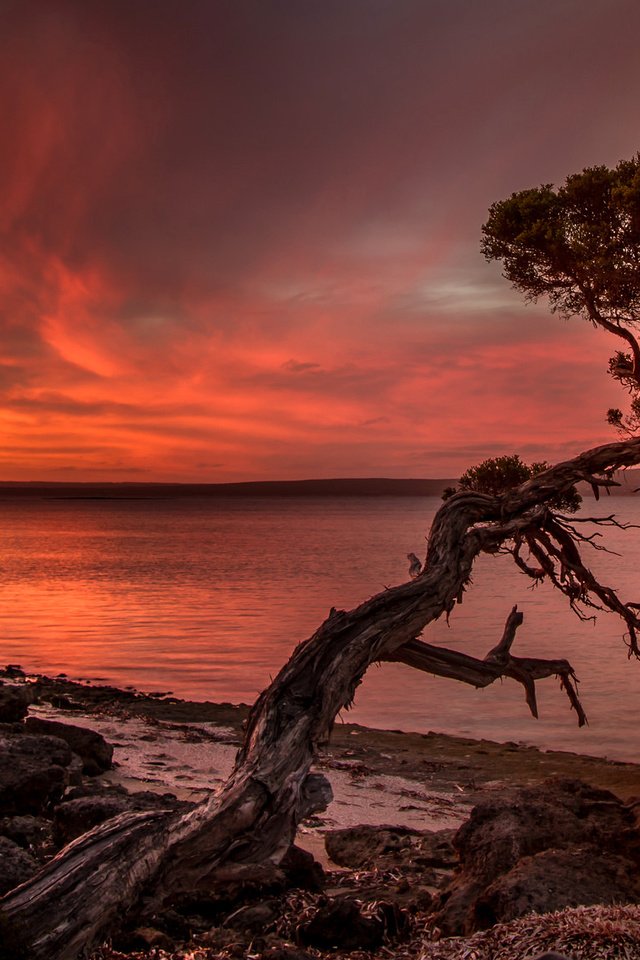 Обои озеро, дерево, берег, закат, зарево, lake, tree, shore, sunset, glow разрешение 2048x1137 Загрузить