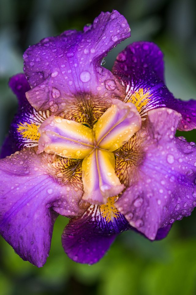 Обои цветок, капли, лепестки, ирис, flower, drops, petals, iris разрешение 2048x1365 Загрузить