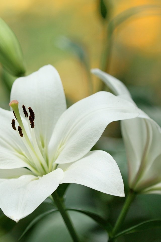 Обои цветы, бутоны, макро, лепестки, лилия, белые, flowers, buds, macro, petals, lily, white разрешение 3000x1872 Загрузить