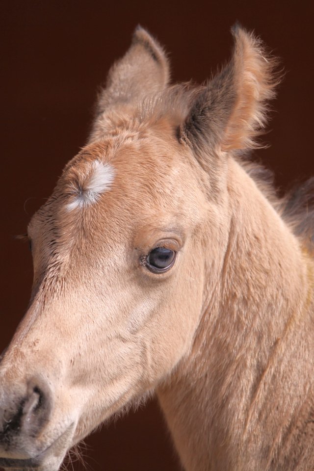 Обои лошадь, взгляд, мордашка, конь, жеребенок, horse, look, face, foal разрешение 3456x2304 Загрузить