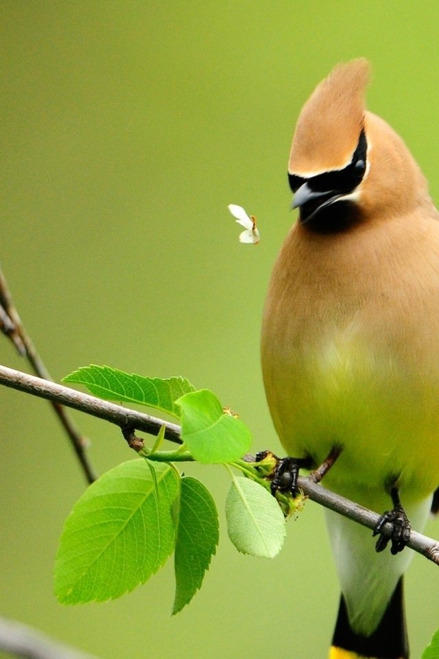 Обои птица, bird разрешение 1920x1080 Загрузить