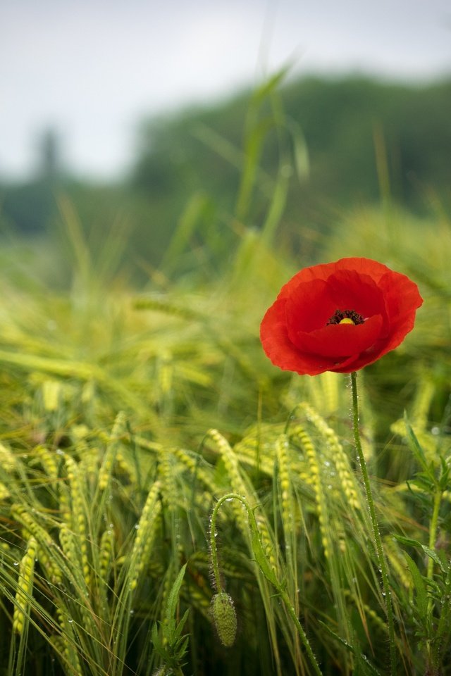 Обои трава, зелень, поле, красный, мак, весна, краcный, poppy, весенние, грин, green, grass, greens, field, red, mac, spring разрешение 2880x2160 Загрузить