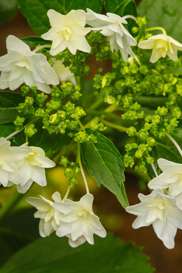 Обои макро, цветки, соцветие, гортензия, macro, flowers, inflorescence, hydrangea разрешение 2048x1463 Загрузить