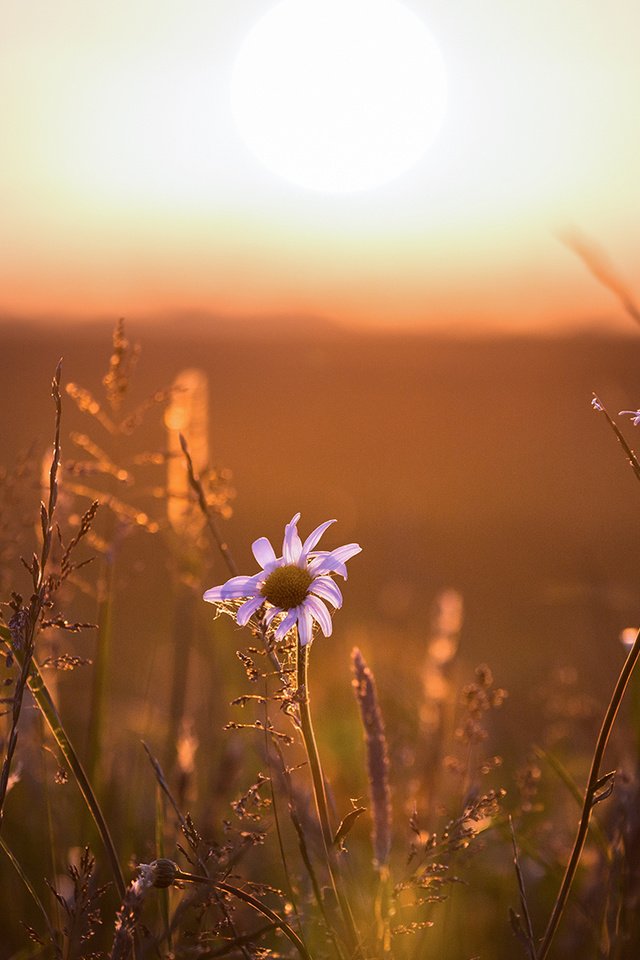 Обои свет, цветы, ромашка, light, flowers, daisy разрешение 1920x1080 Загрузить