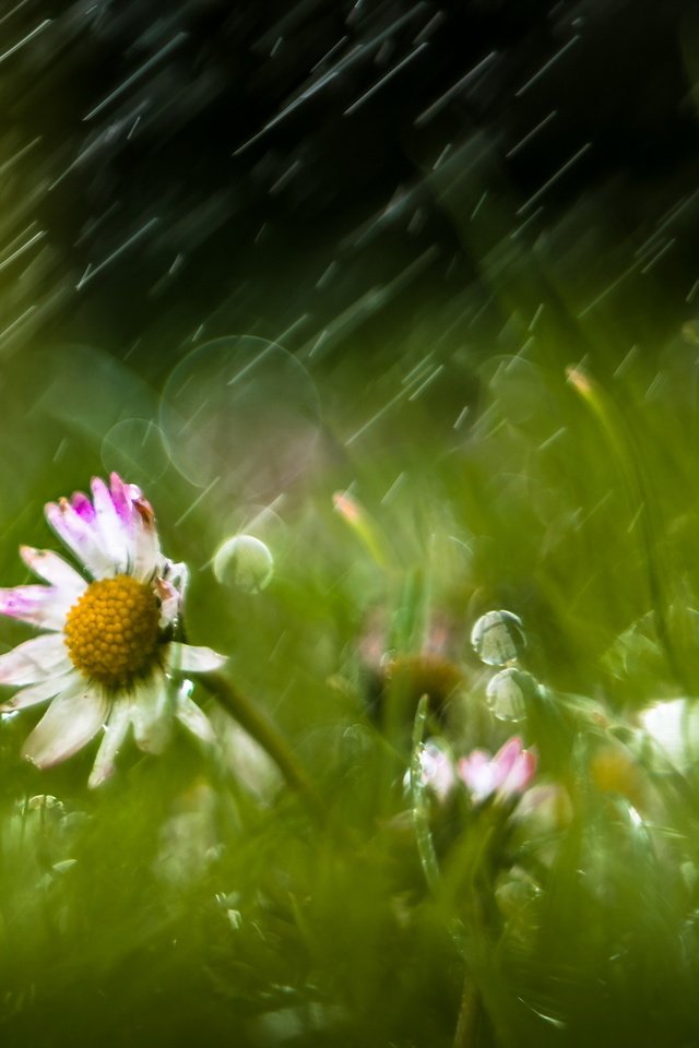 Обои цветы, трава, природа, дождь, ромашки, flowers, grass, nature, rain, chamomile разрешение 2560x1709 Загрузить