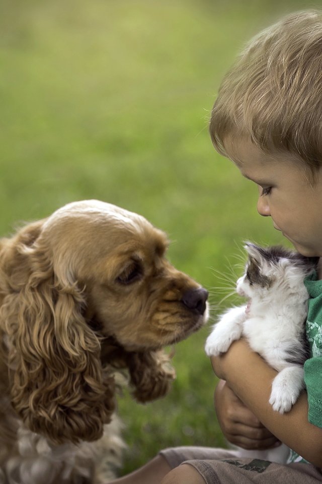 Обои кошка, собака, мальчик, дружба, cat, dog, boy, friendship разрешение 3688x2495 Загрузить