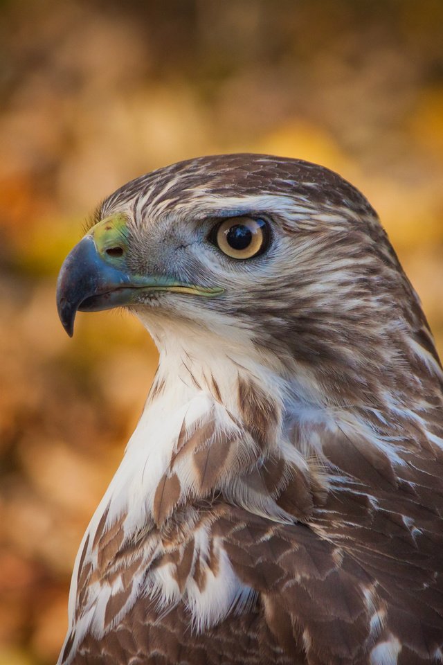 Обои фон, взгляд, профиль, птица, ястреб, боке, хоук, птаха, background, look, profile, bird, hawk, bokeh разрешение 2560x1700 Загрузить