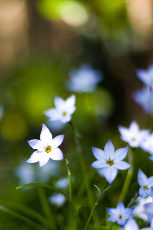 Обои цветы, макро, лепестки, размытость, голубые, flowers, macro, petals, blur, blue разрешение 3050x1969 Загрузить