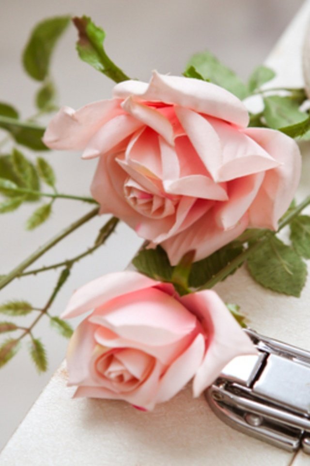 Обои цветы, розы, белый, любовь, букет, розовые, чемодан, flowers, roses, white, love, bouquet, pink, suitcase разрешение 2560x1600 Загрузить