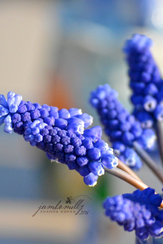 Обои цветы, макро, весна, синие, мускари, flowers, macro, spring, blue, muscari разрешение 2992x2000 Загрузить