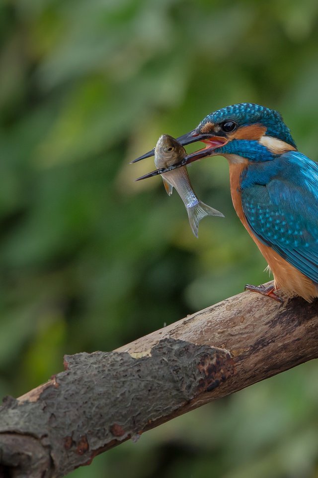 Обои дерево, птица, клюв, рыба, зимородок, tree, bird, beak, fish, kingfisher разрешение 2048x1365 Загрузить