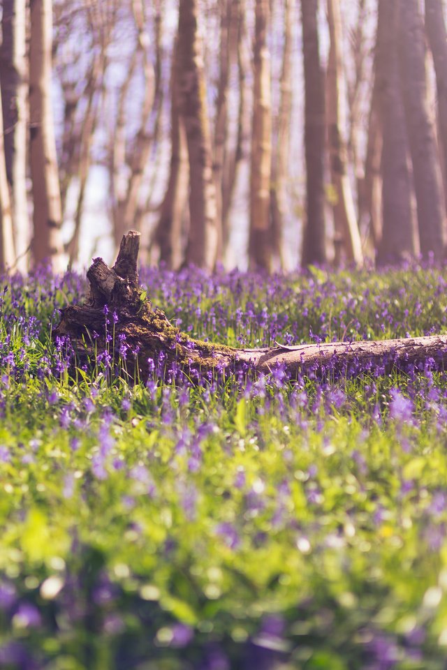 Обои цветы, лес, весна, flowers, forest, spring разрешение 2048x1367 Загрузить