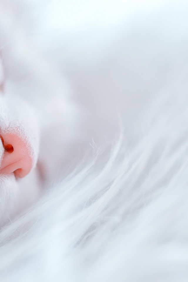 Обои кот, кошка, белый, дом, уют, cat, white, house, comfort разрешение 2880x1923 Загрузить