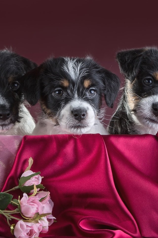 Обои розы, щенки, трио, джек-рассел-терьер, roses, puppies, trio, jack russell terrier разрешение 3000x1939 Загрузить