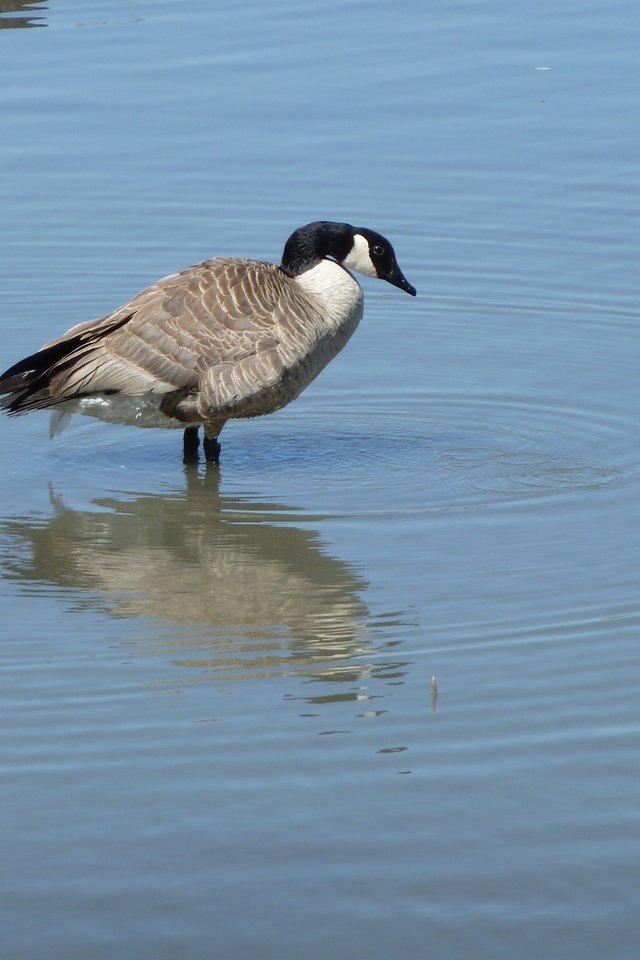 Обои вода, птица, канада, гусь, птаха, canada goose, water, bird, canada, goose разрешение 4000x3000 Загрузить