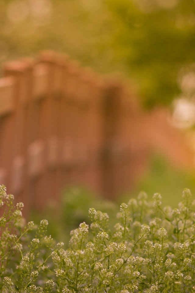 Обои цветы, летнее, трава, природа, лето, забор, на природе, боке, изгородь, цветком, flower, flowers, grass, nature, summer, the fence, bokeh, fence разрешение 2560x1600 Загрузить