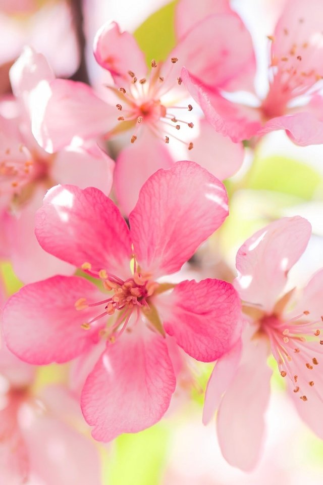 Обои цветение, макро, яблоня, цветки, flowering, macro, apple, flowers разрешение 2048x1254 Загрузить