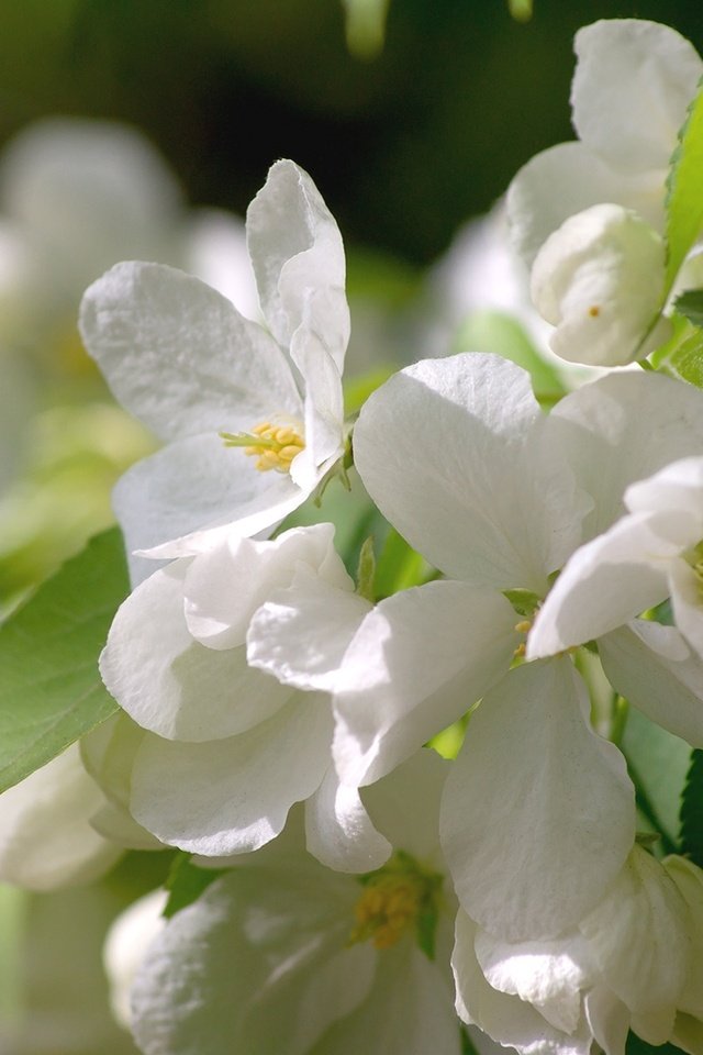 Обои цветы, цветение, макро, весна, белые, яблоня, flowers, flowering, macro, spring, white, apple разрешение 1920x1278 Загрузить