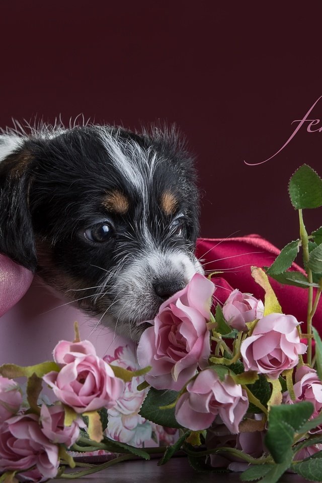 Обои цветы, розы, щенок, ткань, джек-рассел-терьер, flowers, roses, puppy, fabric, jack russell terrier разрешение 3300x2112 Загрузить