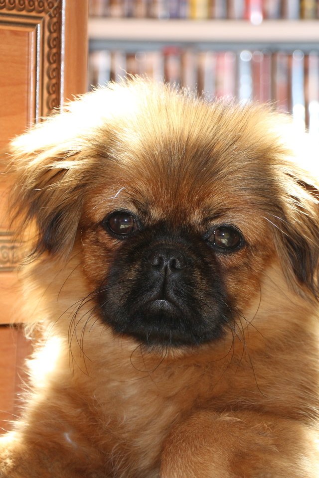 Обои собака, щенок, щенка, cобака, пекинес, dog, puppy, pekingese разрешение 5184x3456 Загрузить