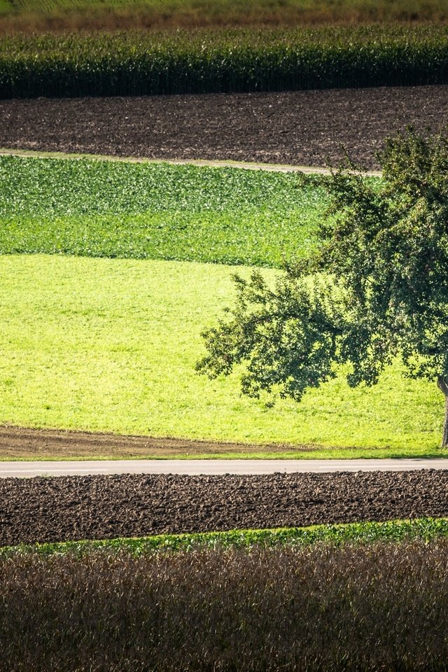 Обои дорога, дерево, поля, road, tree, field разрешение 2560x1600 Загрузить