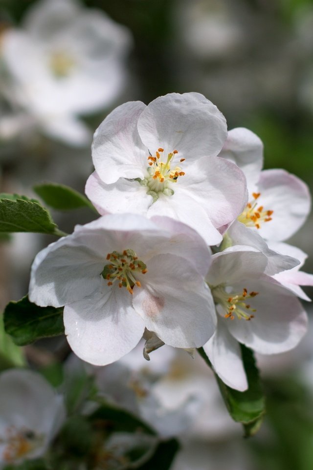 Обои цветение, листья, макро, лепестки, весна, яблоня, боке, flowering, leaves, macro, petals, spring, apple, bokeh разрешение 2400x1600 Загрузить