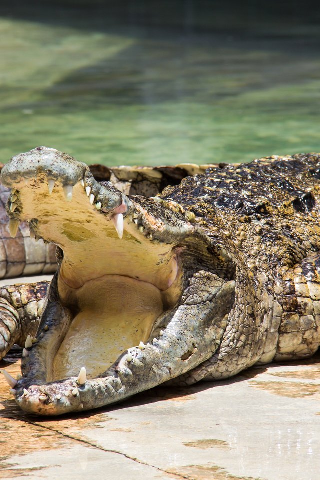 Обои зубы, крокодил, пасть, зубки, рептилия, во рту, пресмыкающееся, teeth, crocodile, mouth, reptile разрешение 2000x1237 Загрузить