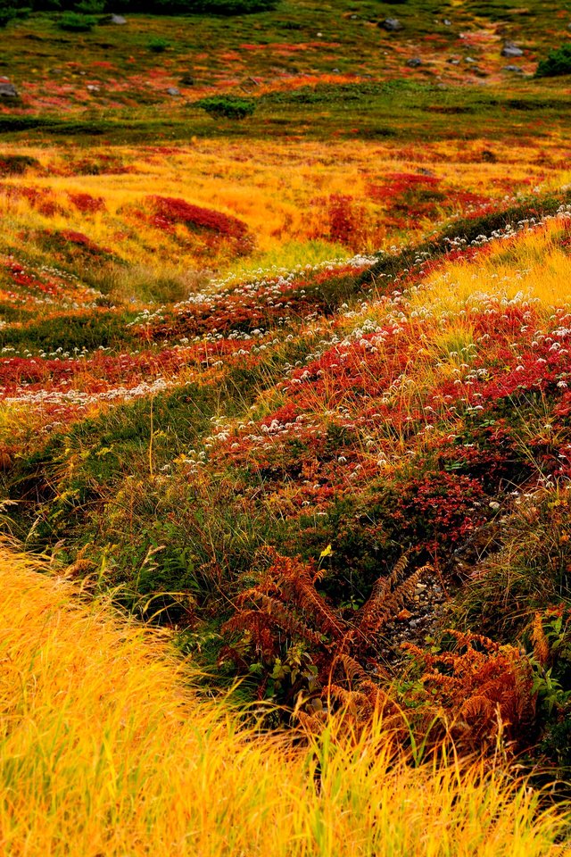 Обои цветы, трава, япония, хоккайдо, ландшафт, asahidake, flowers, grass, japan, hokkaido, landscape разрешение 3000x2000 Загрузить