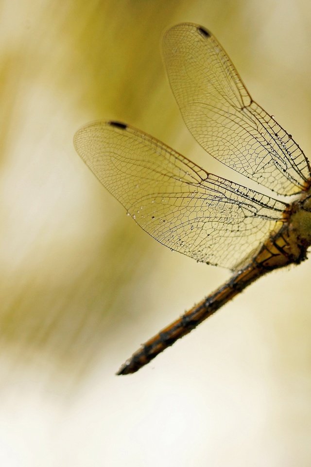 Обои макро, насекомое, фон, крылья, стрекоза, стебелёк, macro, insect, background, wings, dragonfly, stem разрешение 2880x1620 Загрузить