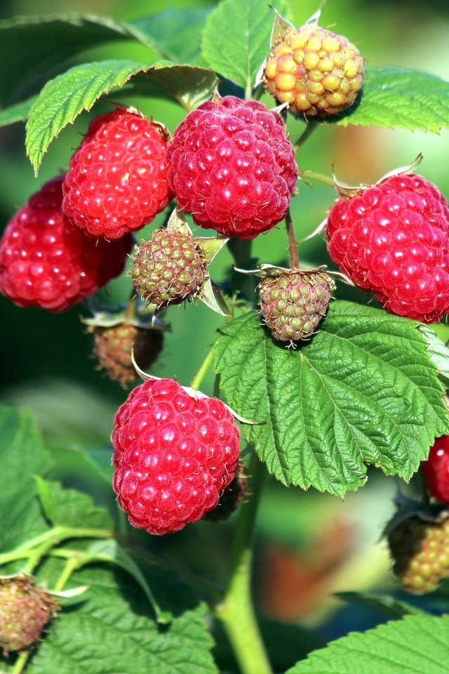 Обои малина, лето, ягоды, куст, raspberry, summer, berries, bush разрешение 2400x1600 Загрузить