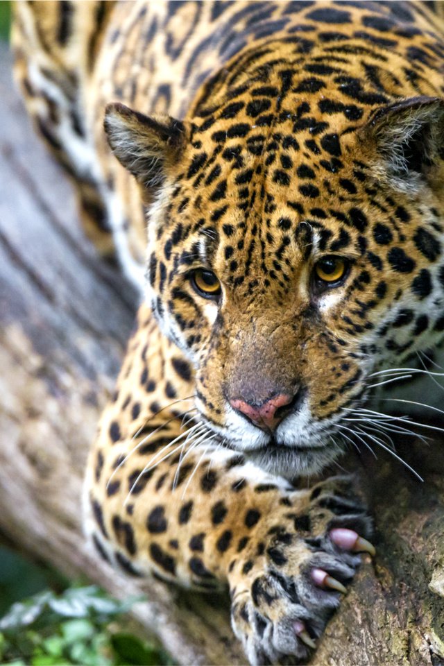 Обои морда, пятна, хищник, ягуар, когти, face, spot, predator, jaguar, claws разрешение 2400x1650 Загрузить