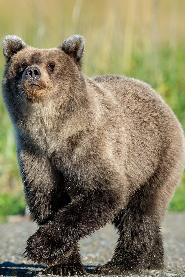 Обои природа, фон, медведь, nature, background, bear разрешение 1920x1249 Загрузить