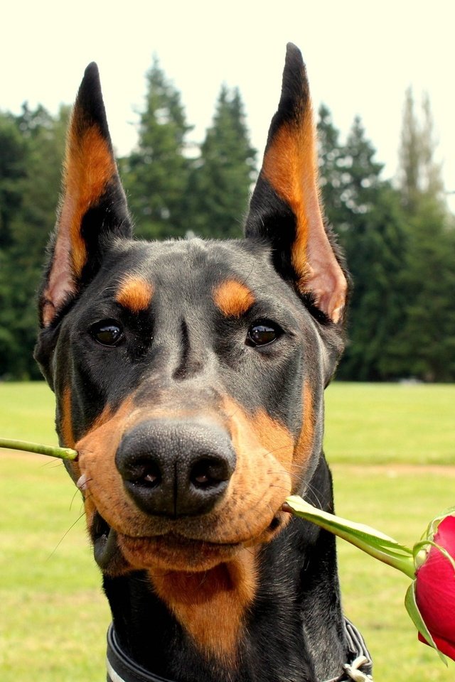 Обои роза, собака, доберман, rose, dog, doberman разрешение 2560x1600 Загрузить