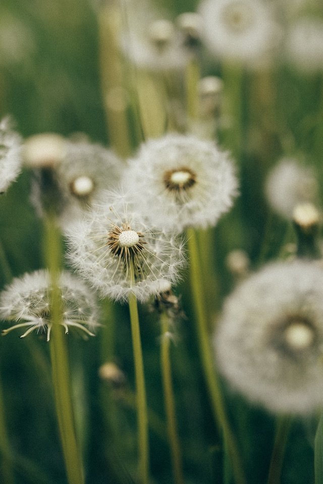 Обои трава, много, одуванчики, grass, a lot, dandelions разрешение 2880x1923 Загрузить